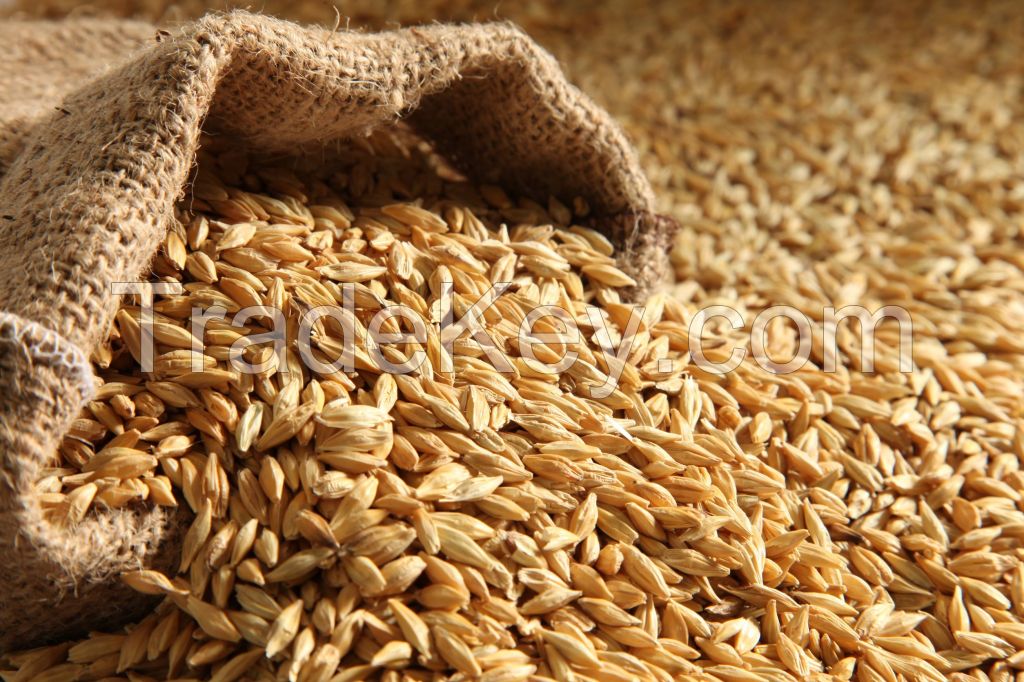 High quality Barley for Animal Feed