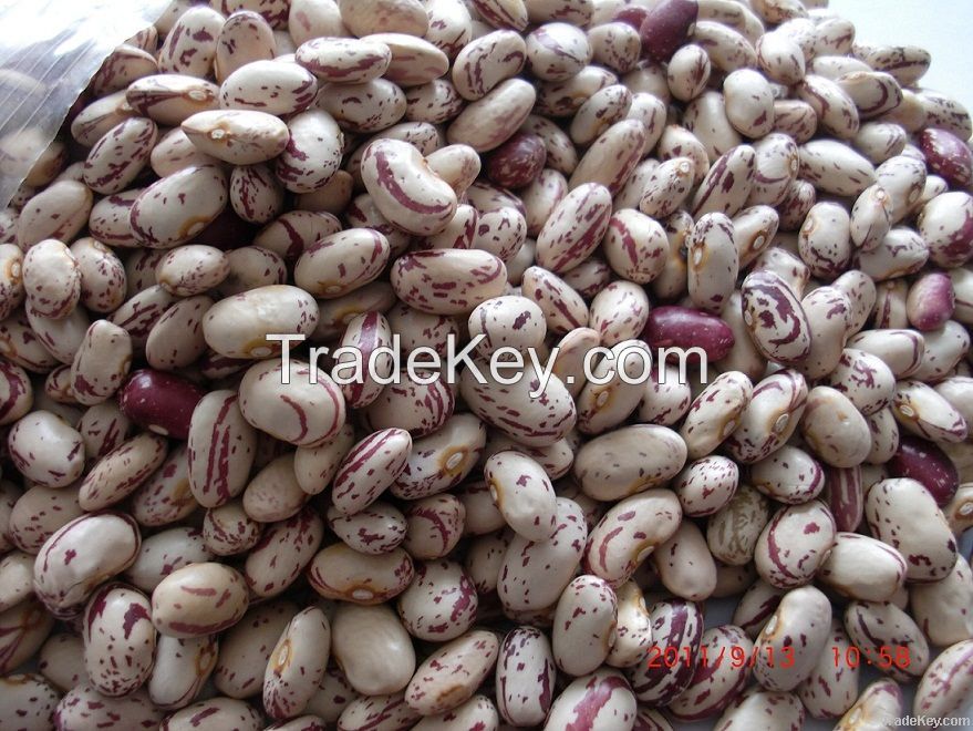 Light Speckled Kidney Beans