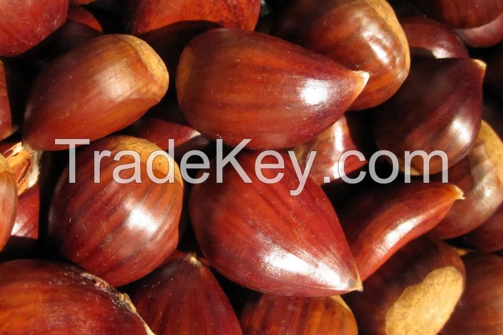 Quality Chestnut for sale