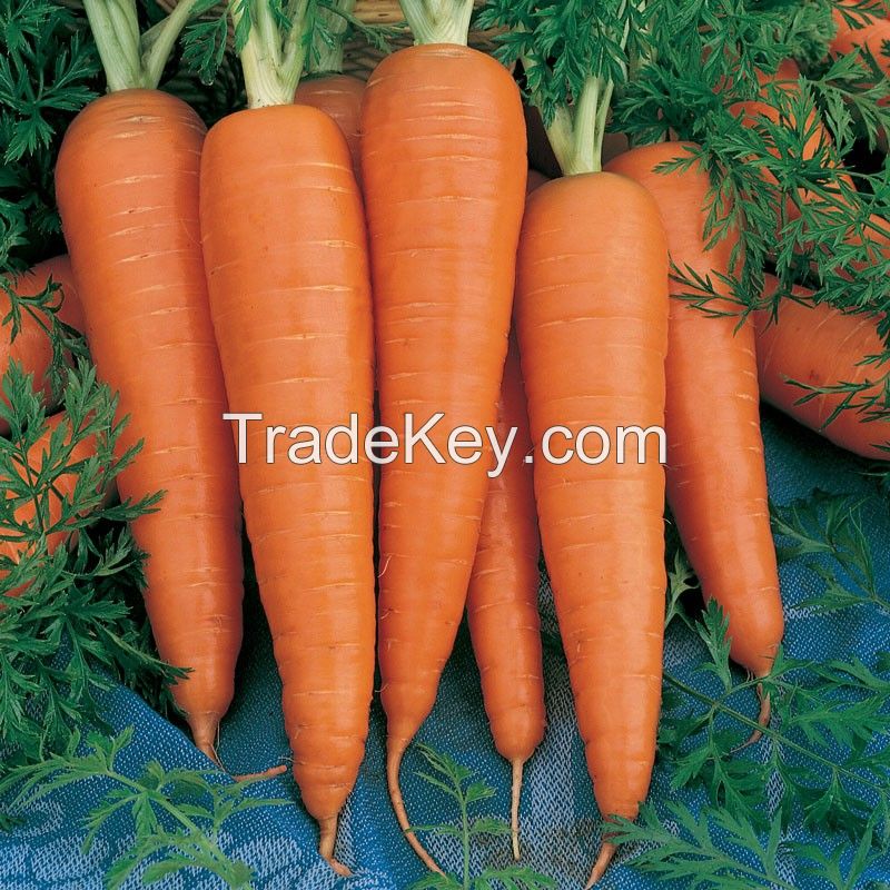 Cheap Fresh Carrots