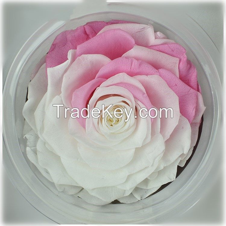 wholesale real natural preserved roses artificial flower eternal big roses in glass dome/tubes with base