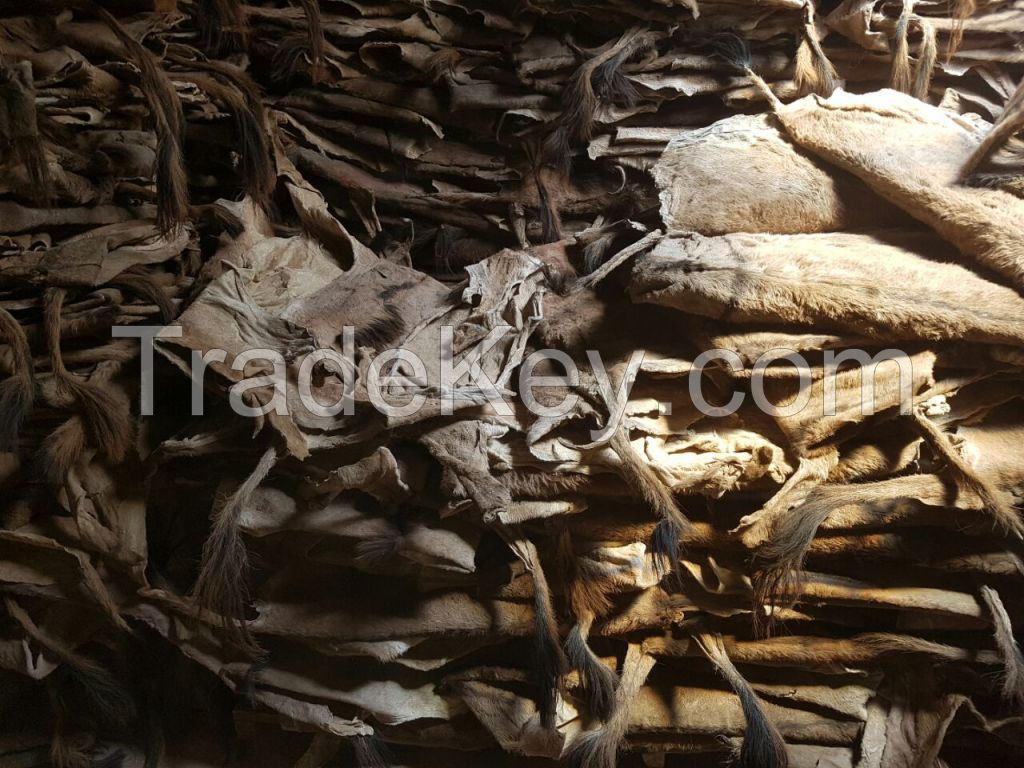 Wet and dry salted donkey hides for sale