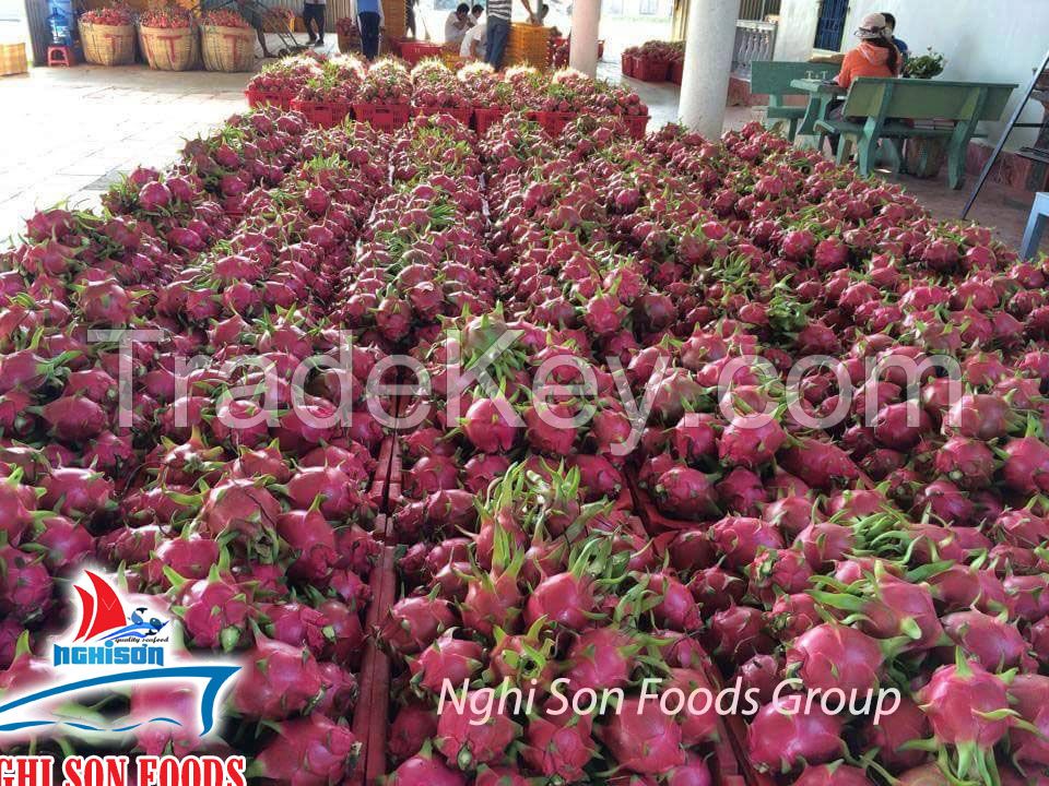 Red Dragon Fruit From Viet nam