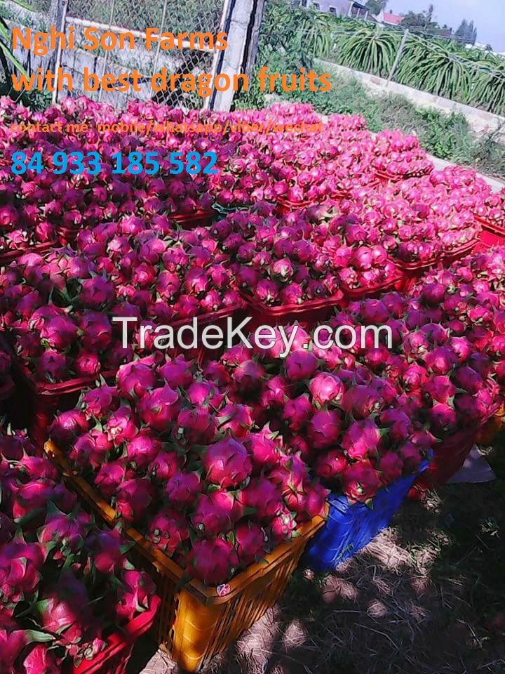 Fresh Dragon Fruit, specility from Viet Nam with the lowest price