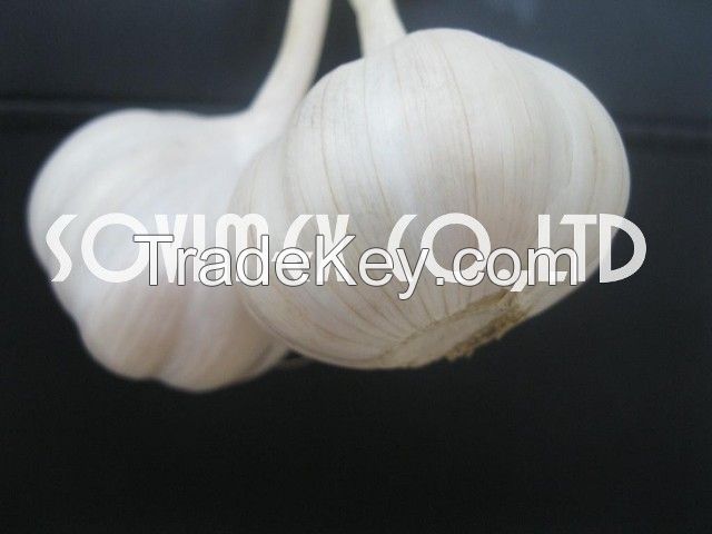 Offer Fresh White Garlic from Viet Nam