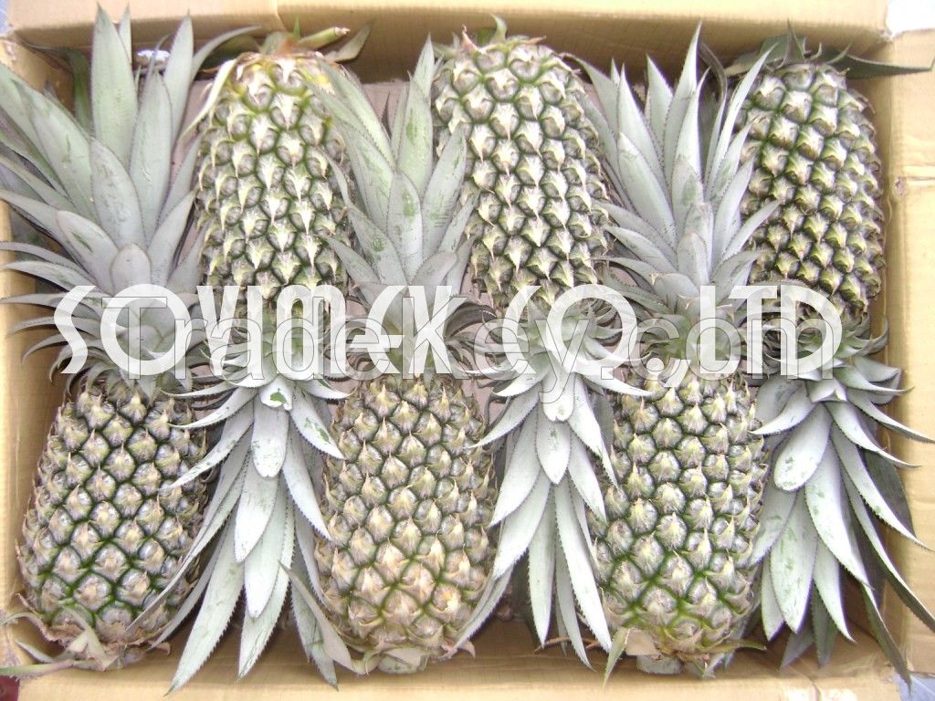 Vietnam Fresh Pineapples