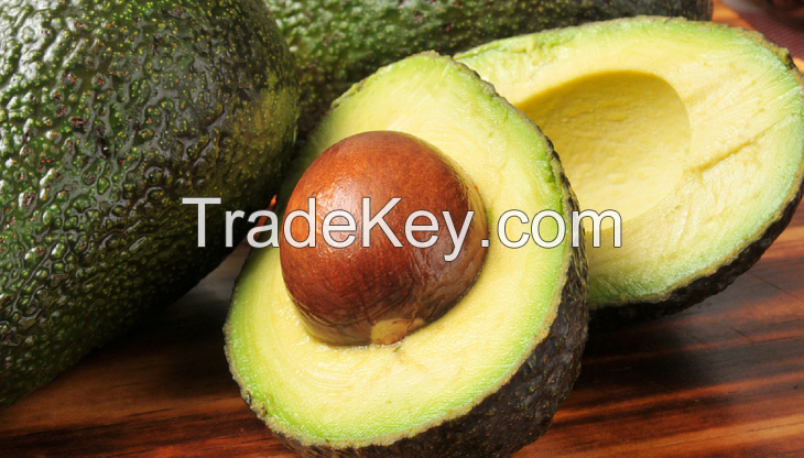 Hass and  Fuerte  Fresh Avocados  Cheap Price