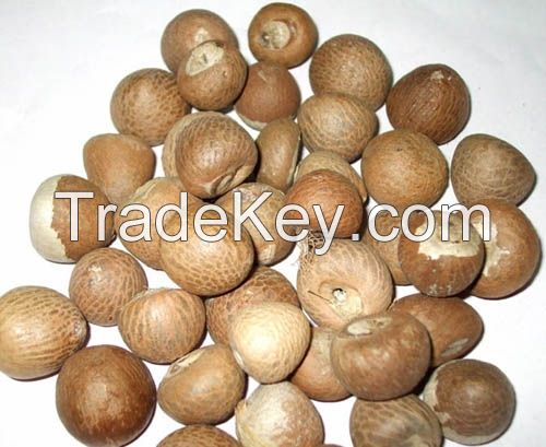 Whole and Split Betel Nut - WHOLE DRIED BETEL NUTS