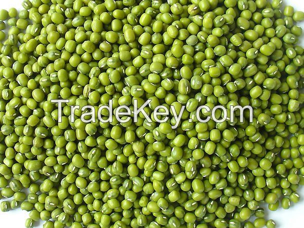 good quality hot sale green mung bean