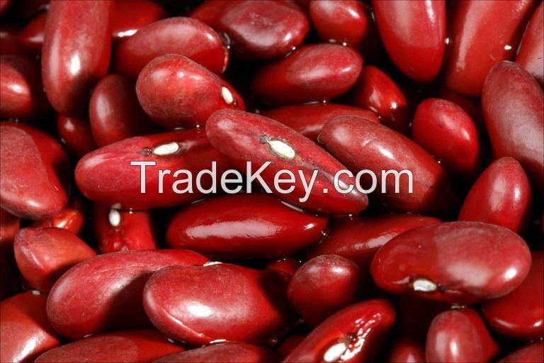 Dark Red Kidney bean 2016 crop HPS size:200-220pcs/100g