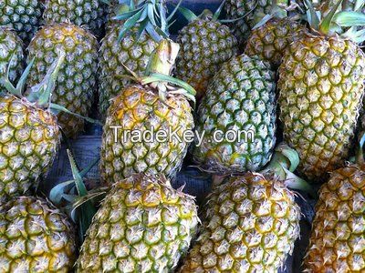 Fresh Md2 Golden Pineapple