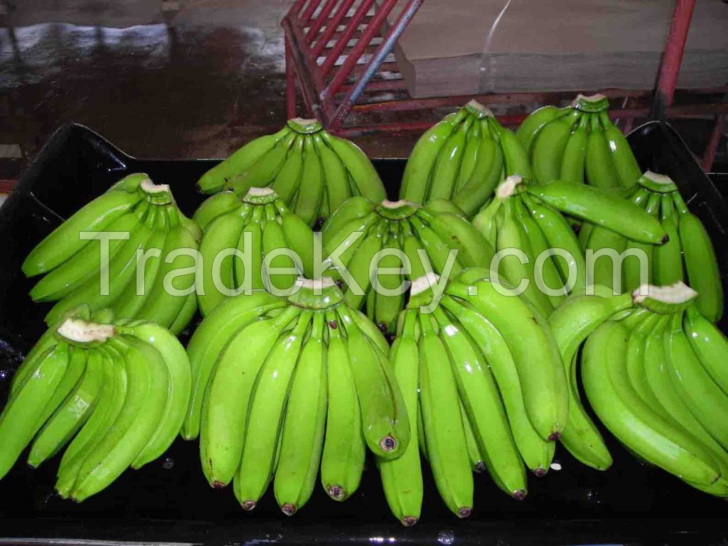 Fresh quality cavandish banana