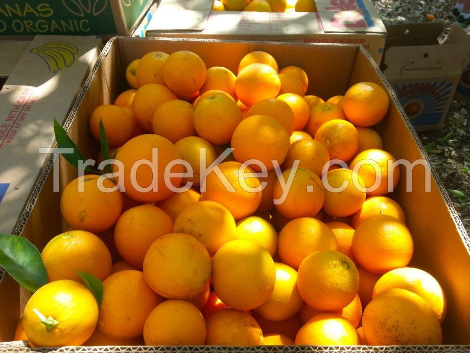 FRESH CITRUS / MANDARINE / MANDARIN / LEMON / LIME / VALENCIA / NAVEL ORANGES