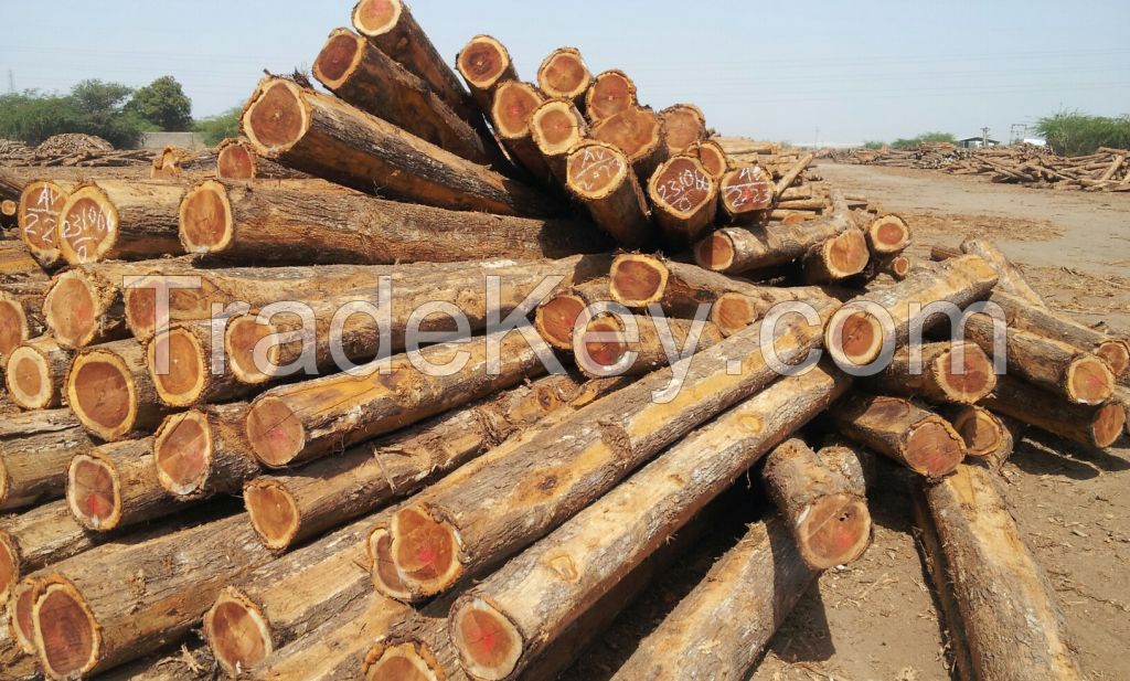 Burma Teak Logs / Teak sawn lumber / teak square logs