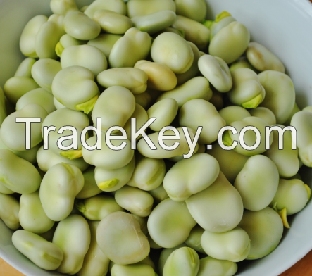 Broad Beans