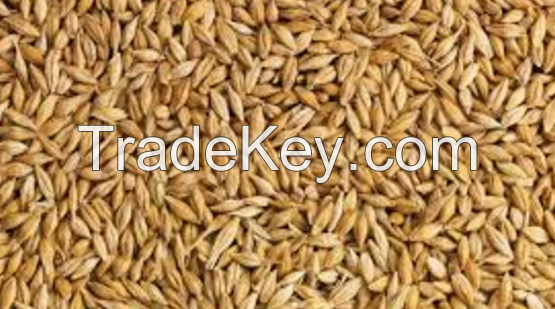 Barley Seeds