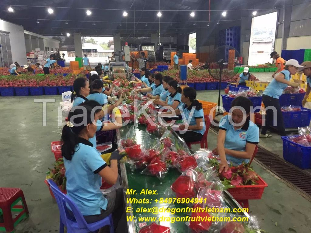 Vietnam Dragon Fruit For Exporting