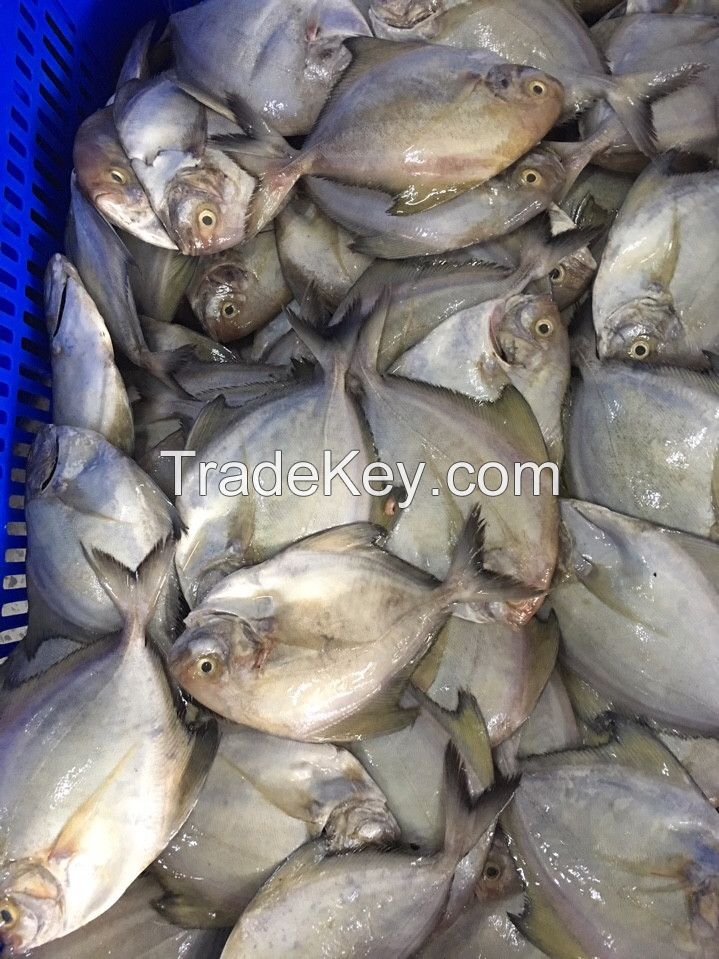 Frozen Seafood from Vietnam high quality and competitve price