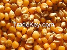 Yellow corn, poultry meal, wood pallet