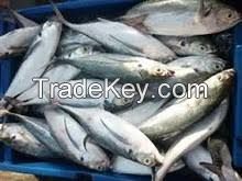 Frozen Mackerel Fish (Jack/Horse/Pacific/Atlantic )