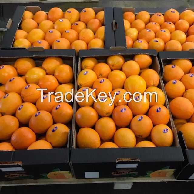 Seedless Fresh Valencia and Navel Oranges for sale