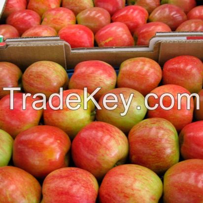 Fresh Royal Gala Apples from South Africa