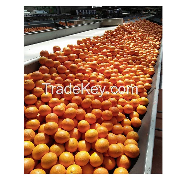 Organic Fresh Orange, Naval Orange, Valencia Oranges