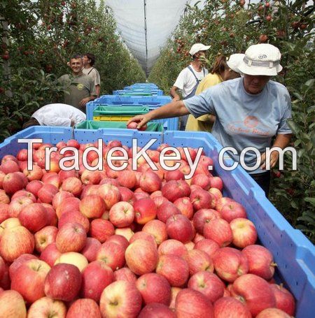 Fresh Apples ( Fuji, Gala, Red, Golden Delicious Apples)