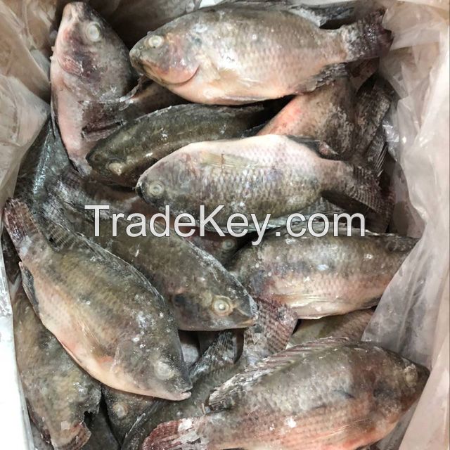 Frozen Seafood Whole Tilapia Fish