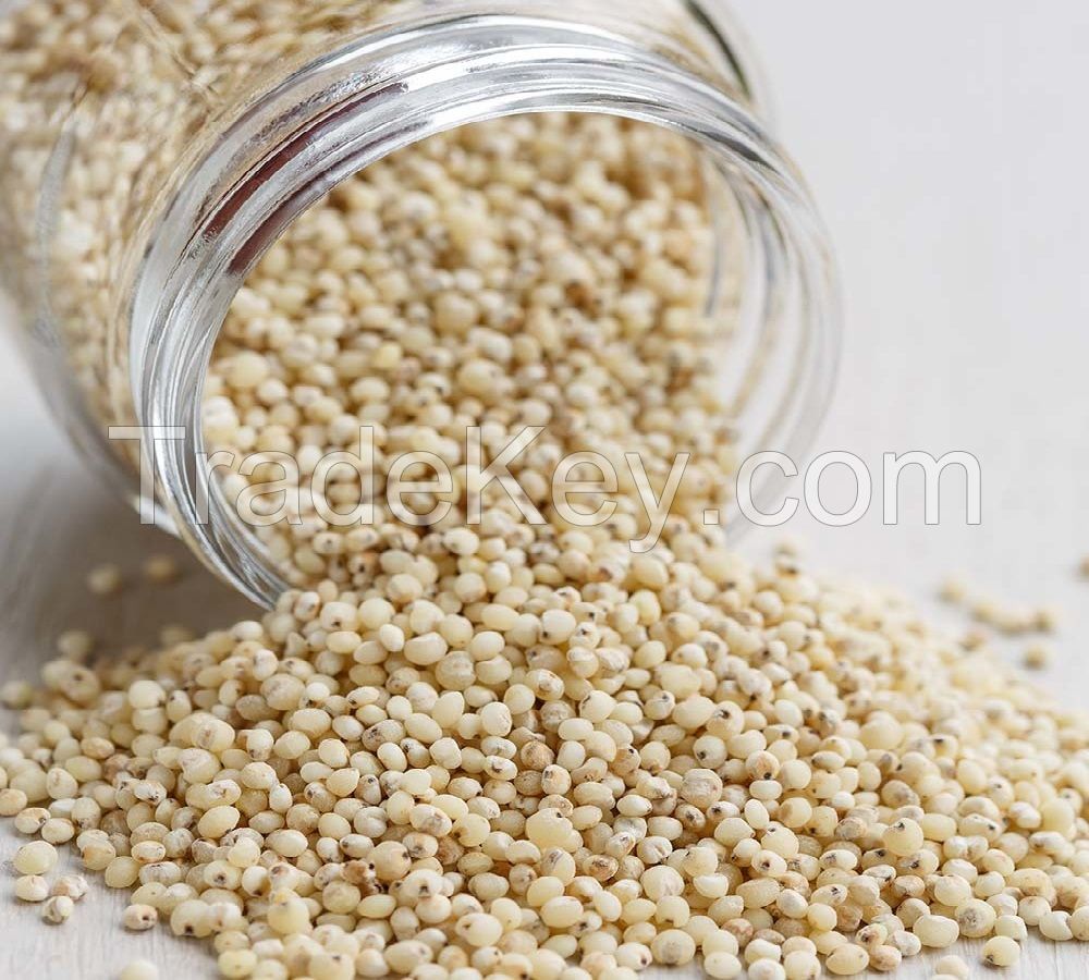 WHITE SORGHUM Red Sorghum, Sorghum Grains