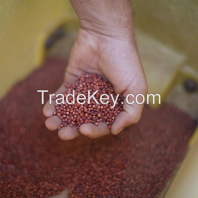 100% natural color bulk red Grain Sorghum For Sale