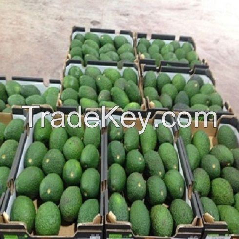 Premium Fresh Fuerte/Hass Avocados for sale/Fresh Avocado Fruits