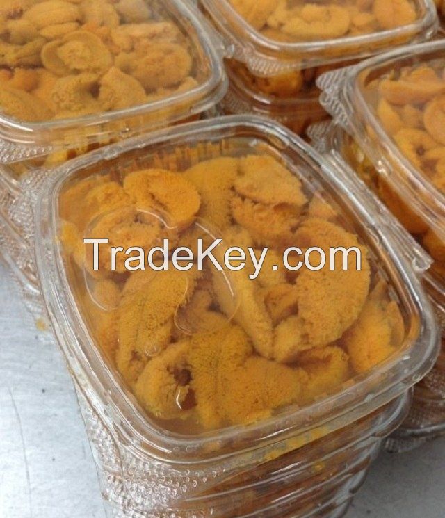 frozen and fresh sea urchin for sale