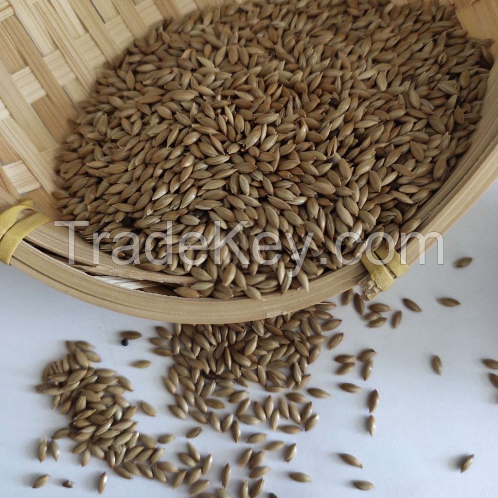 Best Quality Canary Seed For Sale