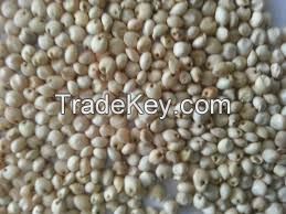 WHITE SORGHUM