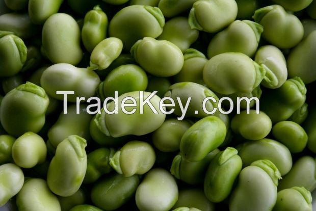 Broad beans