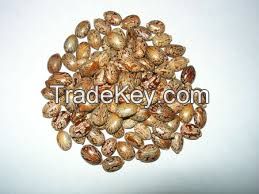 Castor Seeds