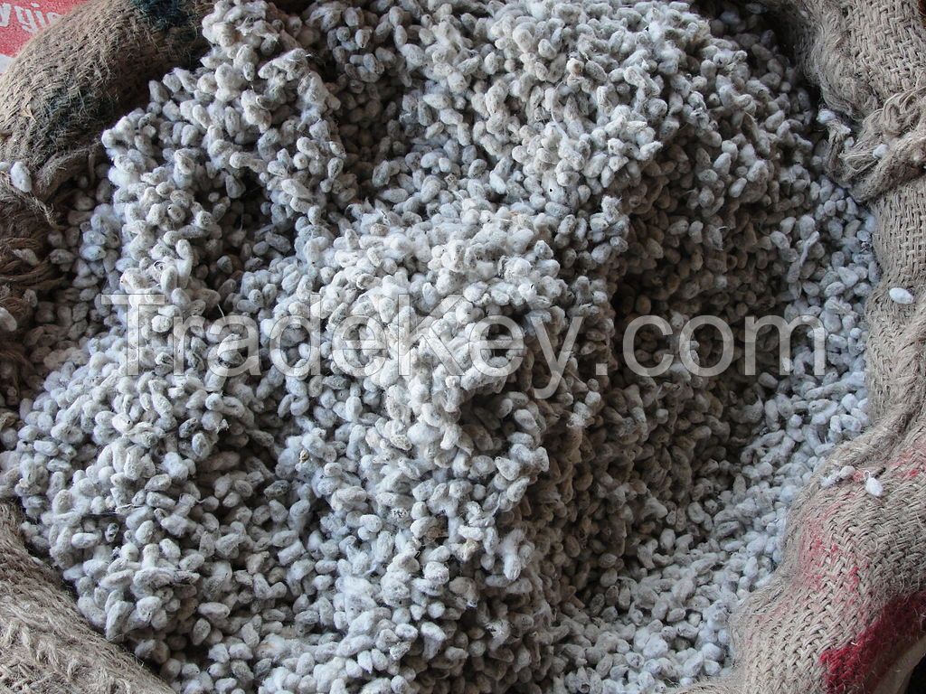 COTTON SEEDS