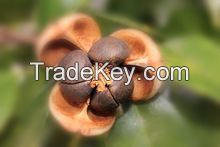 Oriental Camellia Seeds