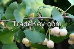 Ginkgo Biloba Extract