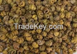 Songaria Cynomorium Herb Extract