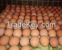 White and Brown Chicken Eggs, Fresh Table Eggs