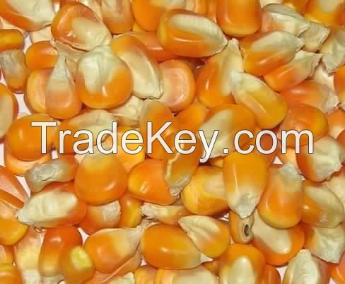 NON GMO yellowmaize, white corn