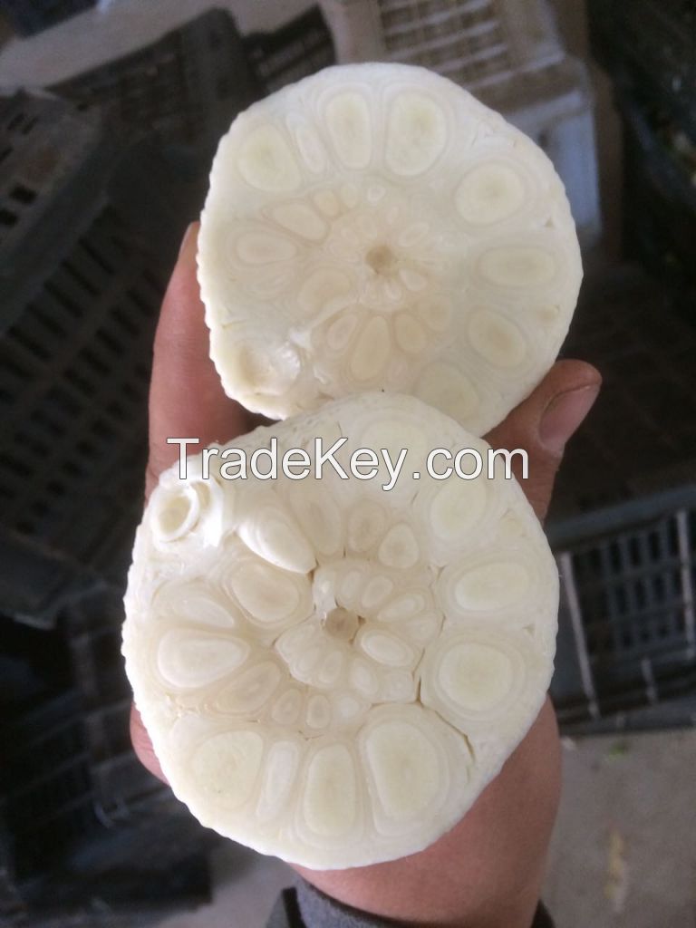 Fresh White Garlic From Egypt