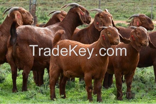 Live Boer Goats, Merino goats, Saanen Goats, Kalahari Red Goats, Sheep