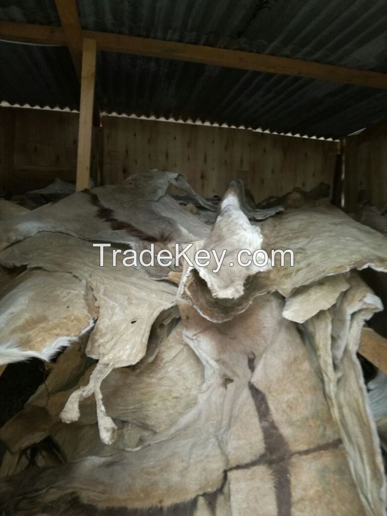 Dry/Salted Donkey Hides, Cow Skin.