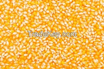 WHIETE CORN, YELLOW CORN, RICE, WHEAT, MILLET, BARLEY, BACKWHEAT, AD OTHER GRAINS.