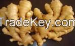 Whole Dried and Fres Ginger