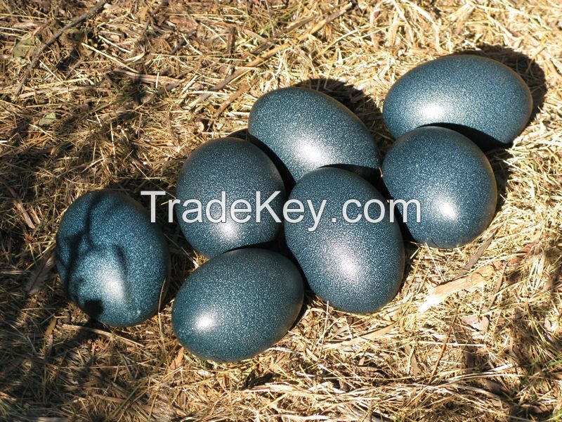 Fertile Ostrich Eggs/Quail Eggs/Emu eggs For Sale on Wholesale & Retail