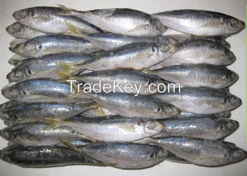 Frozen Horse Mackerel Fish